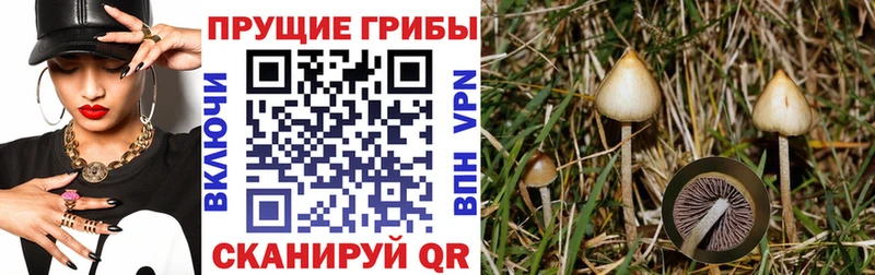 Галлюциногенные грибы Psilocybe  Вышний Волочёк 